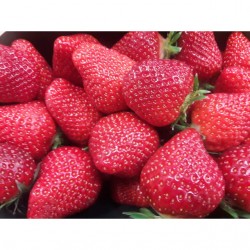 Fraise ~500 gr Cléry pleine terre (/pièce)