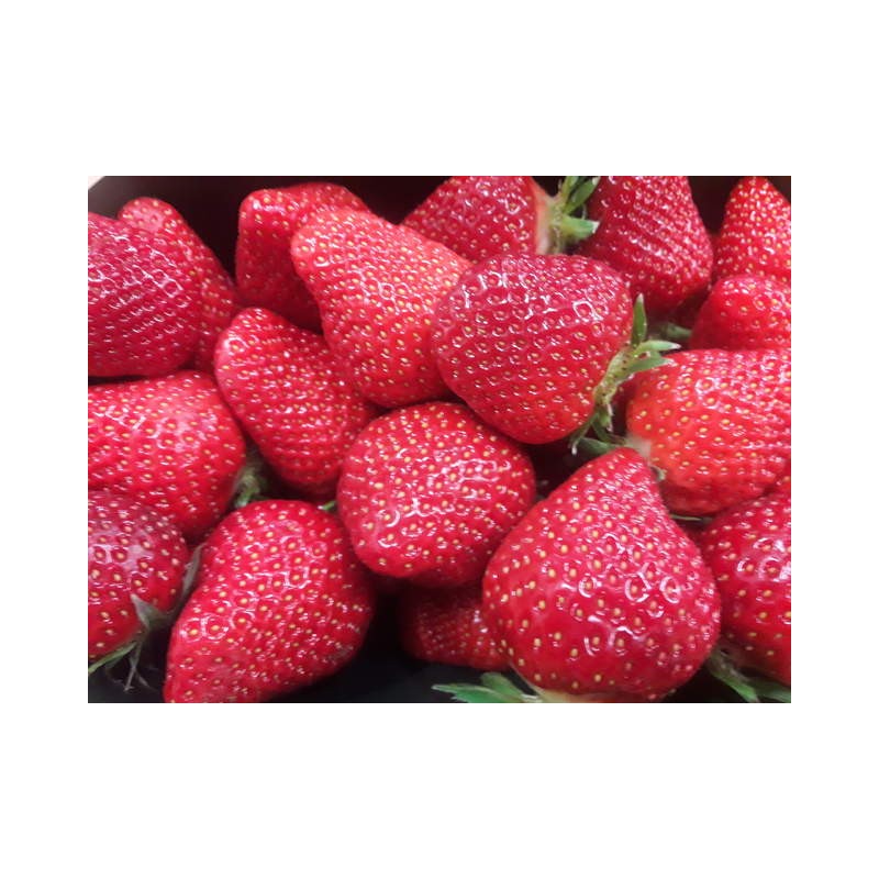 Fraise ~500 gr Cléry pleine terre (/pièce)