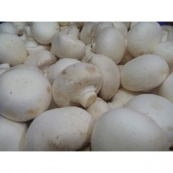 Champignon de Paris Blond (/kg)