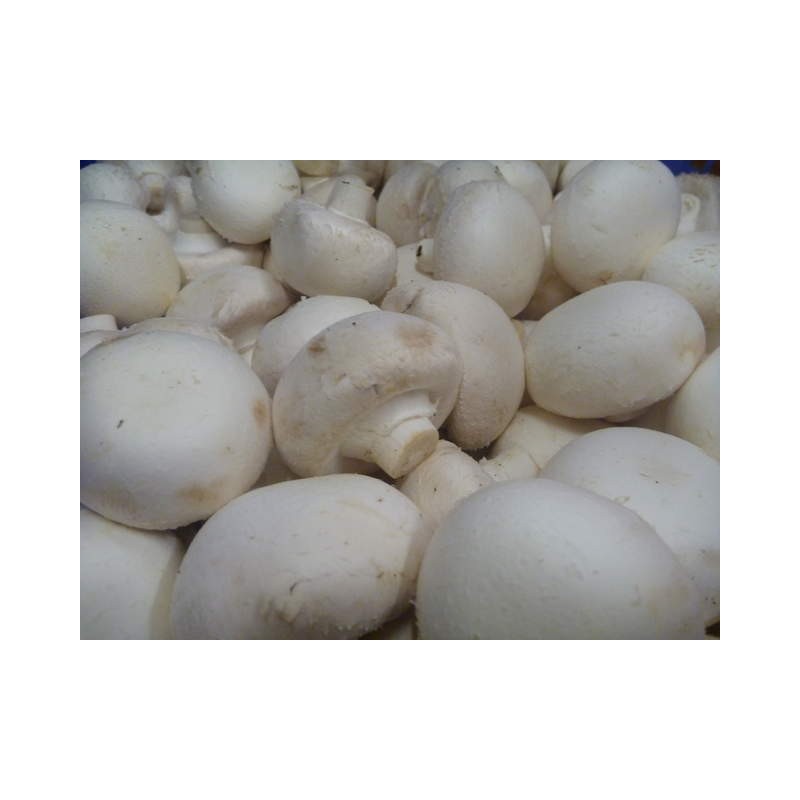 Champignon de Paris Blond (/kg)