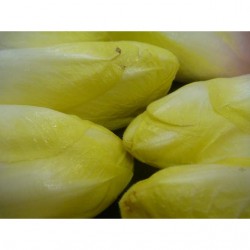 Endive (/kg)