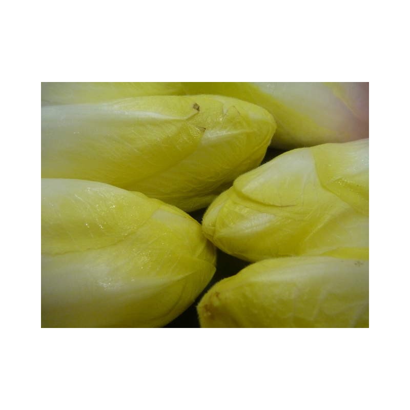 Endive (/kg)